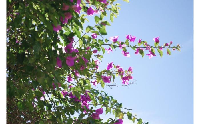Le Macaron Garden Stay 