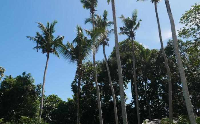 Loku Kedungu