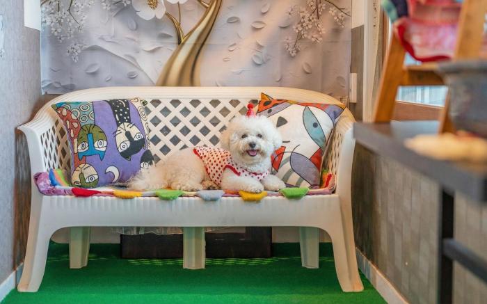 Yangyang Monti Pet Spa Pension