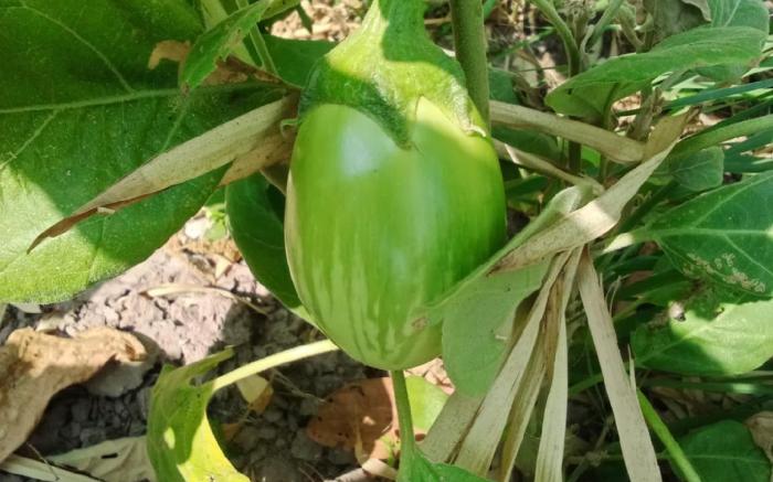 Green Garden Food Forest Buriram