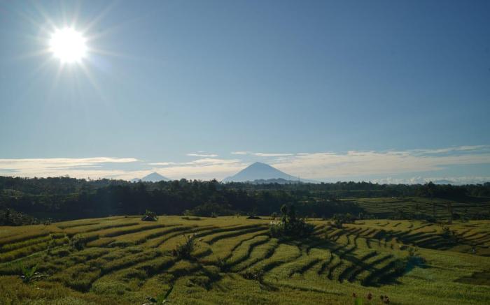 Jatiluwih Guava Eco Living