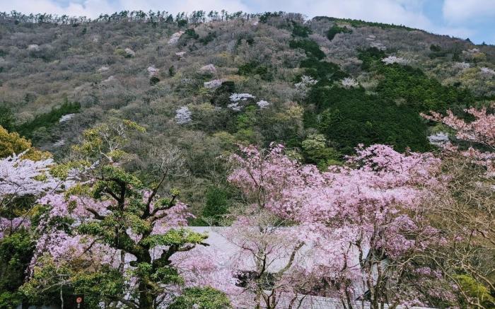 Condominium SAKURA B5 /Hakone private hot spring/