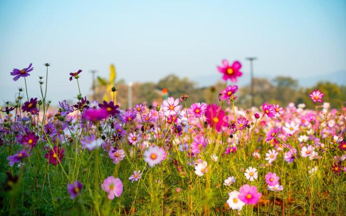 BaanMax Pet-Friendly Resort