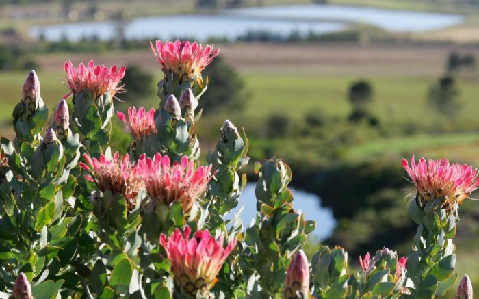 Boschendal Cottages
