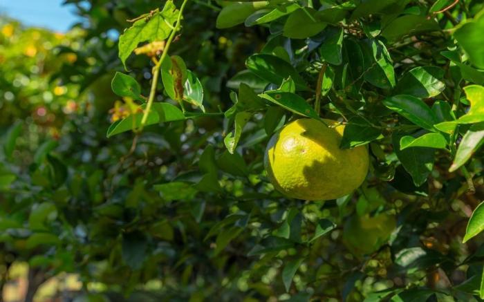 Lalala the Pretty Myeongwol Pension