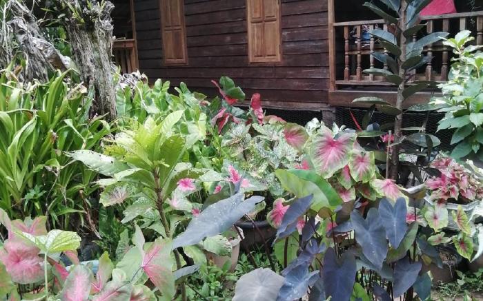 โคกยางปาล์มการ์เด้น โฮมสเตย์(Khokyang Homestay