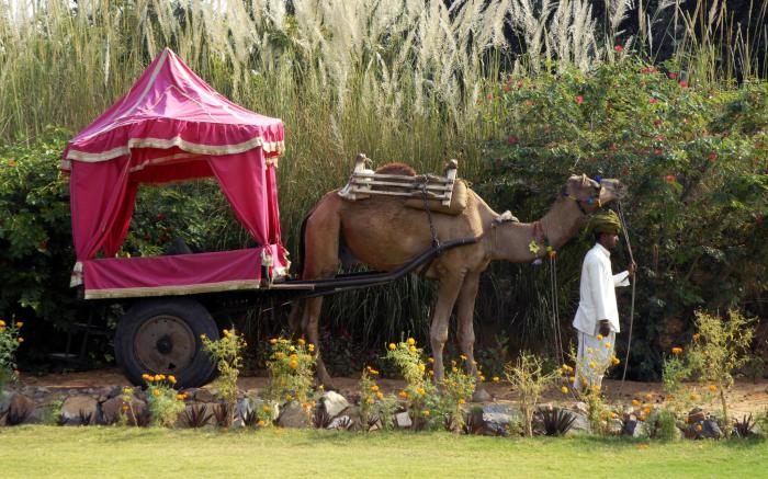 Clarks Safari Pushkar