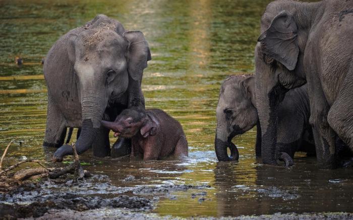 Coorg Wild Walk- CGH Earth Saha