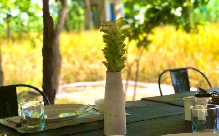 Punjab Village Farm near Amritsar