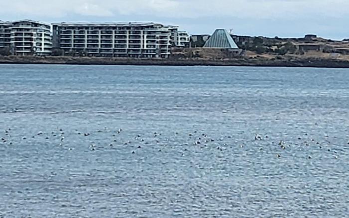 Oceanstar Leisure Condo