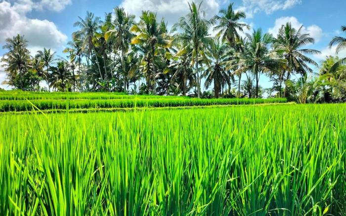 Rama Gaia Villa Ubud