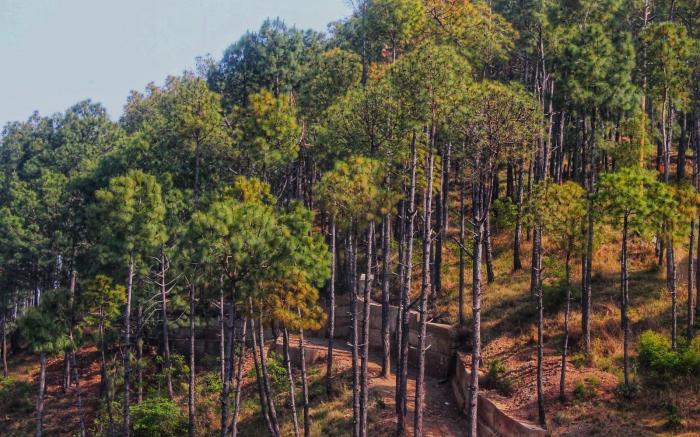 Whistling Pines Kasauli  2 BHK property in Hills
