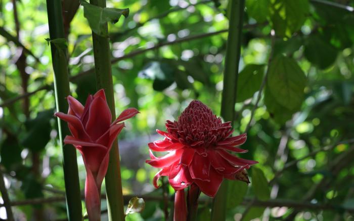 Sinharaja River Lodge