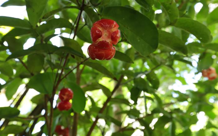 Sinharaja River Lodge