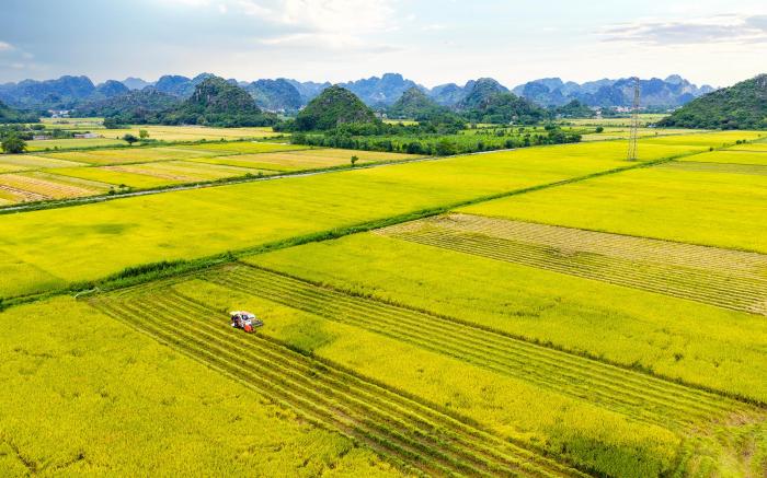 Khu Du Lịch - Sinh Thái Cánh Đồng Vàng