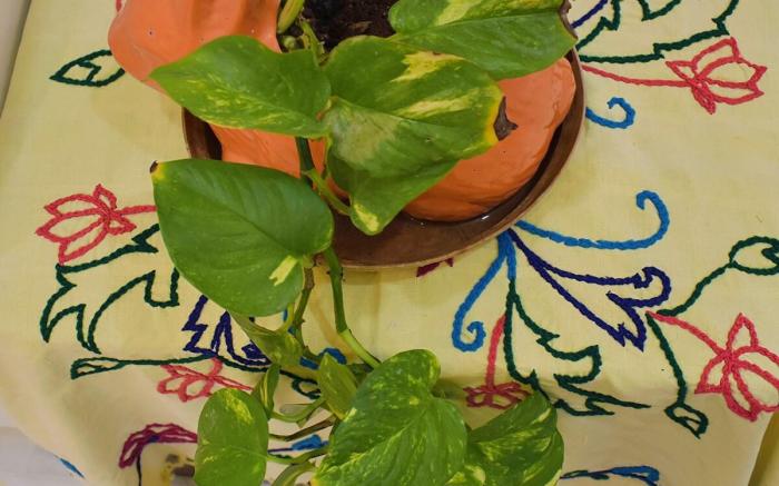 Welcome to Anantara Villa