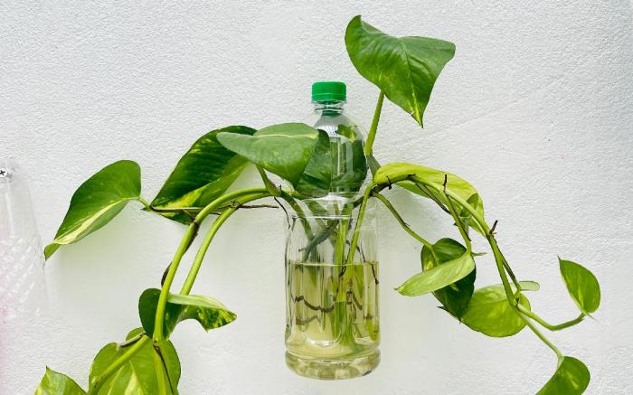 Home Nguyên Căn Nhật Ngân- Chợ Nổi Cái Răng