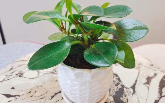 Home Inn Wuhan Zhongshan Avenue Hanzhengjie Metro Station