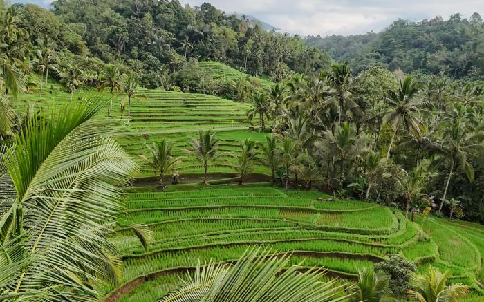 Calma Coliving at Jatiluwih, Bali