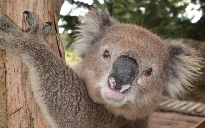 French Island General Store 