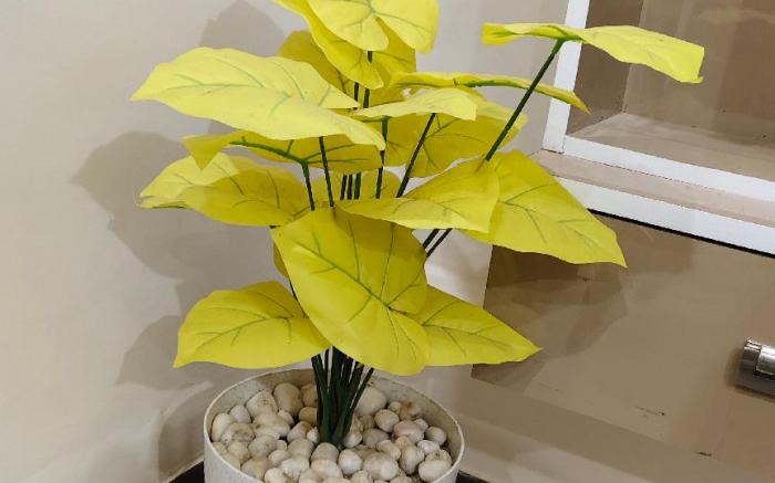 Nidhipataye Homestay