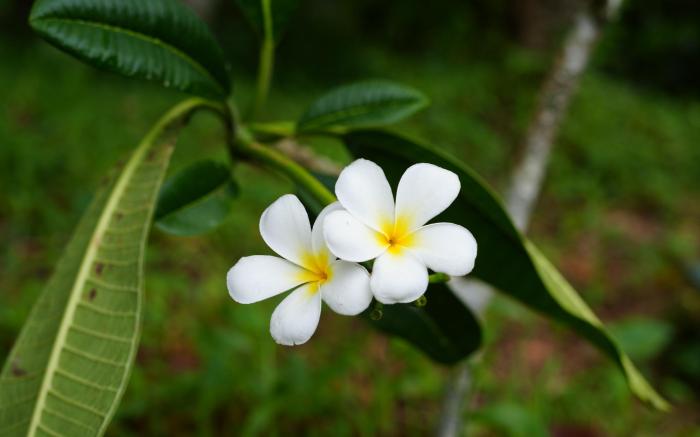 Vishwabuddha Mindful Retreat