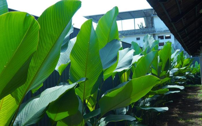 4 bedroom Pool Villa in Thodupuzha- Heliconia Inn