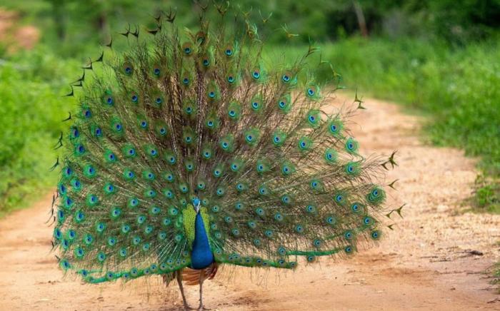 Sunny Home Udawalawa 