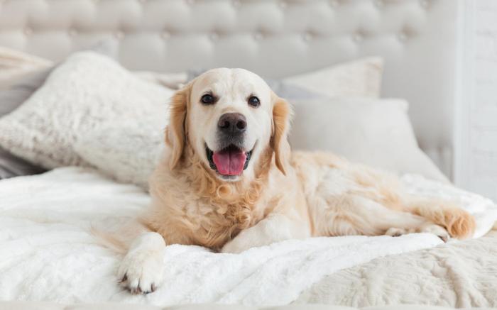 Holiday Inn - the niu, Ridge Halle Central Station By IHG