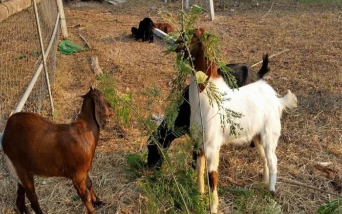 Our Eco Farm
