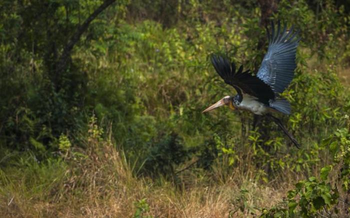 Siddhartha Wildlife Retreat