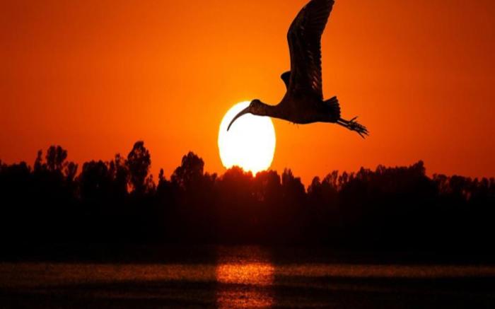 Siddhartha Wildlife Retreat