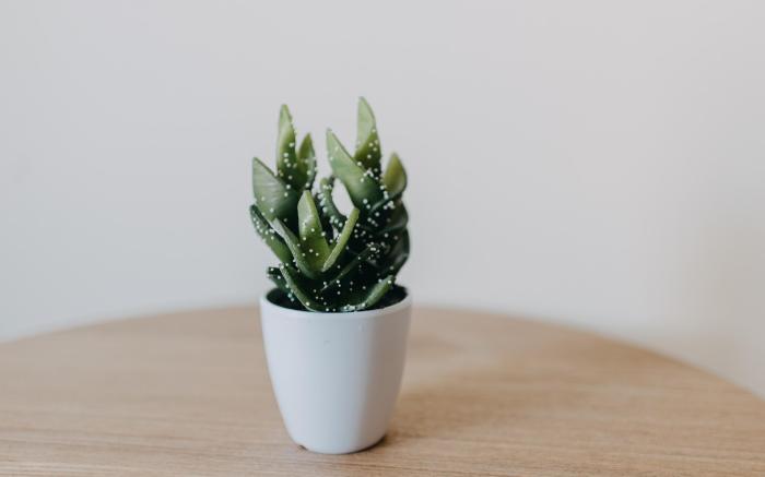 Best House Nirvana Patra