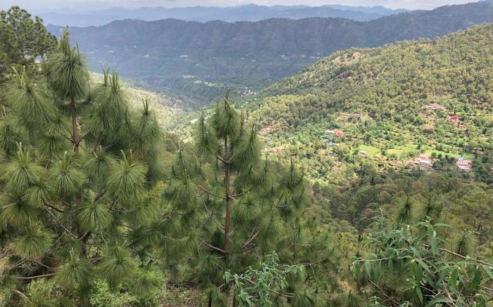 Pine Crest West Menage - Abode in nature's bounty