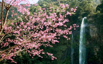 走春餘位｜雙北旅遊｜2025陽明山花季、烏來台車、烏來瀑布、烏來賞櫻趣、五星板橋凱撒二日遊｜高雄台南出發