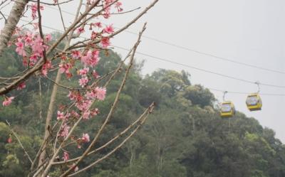 南投｜九族櫻花季.日月潭單車.財源滾滾紫南宮.入住日月潭大淶閣飯店二日｜高雄台南