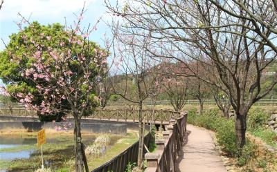 北桃旅遊｜硬漢嶺步道.三芝三生步道.滬尾櫻花大道.五星喜來登二日｜中部出發