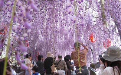 九州｜虎航｜限定紫藤花.粉蝶花.大興善寺.旅人列車.金鱗湖湯布院.溫泉五日｜高雄直飛