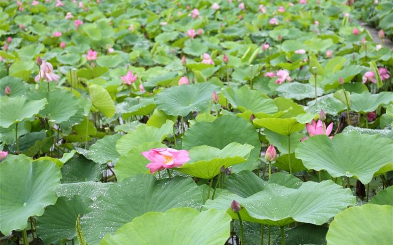 大人囝仔｜雙北旅遊｜夏日雙溪荷花園、參觀總統府、剝皮寮歷史街區、福容大飯店二日遊｜高雄台南出發