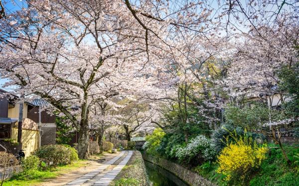 春暖五都醉櫻｜賞櫻百選～奈良梅花鹿.醍醐寺.四季花卉~神戶布引香草園.紀三井寺.哲學之道.黑潮市場.OUTLET五日