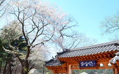 花現首爾慢遊半自助｜一日自由活動.加平伊甸園櫻花節.四季皆美南怡島.穿韓服遊昌德(一站購物彩妝)六日