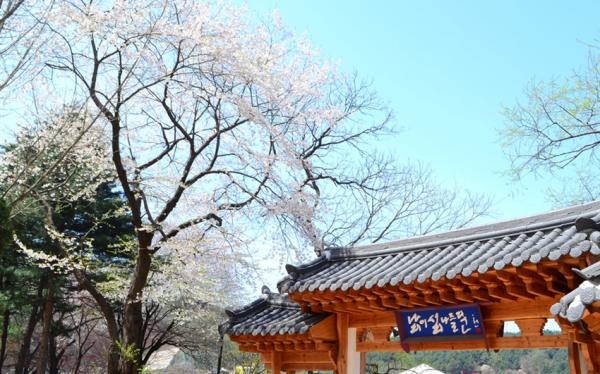 花現首爾｜伊甸園櫻花節.營業中江陵鏡浦台.雪嶽山.穿韓服遊昌德.明洞(兩站購物)六日