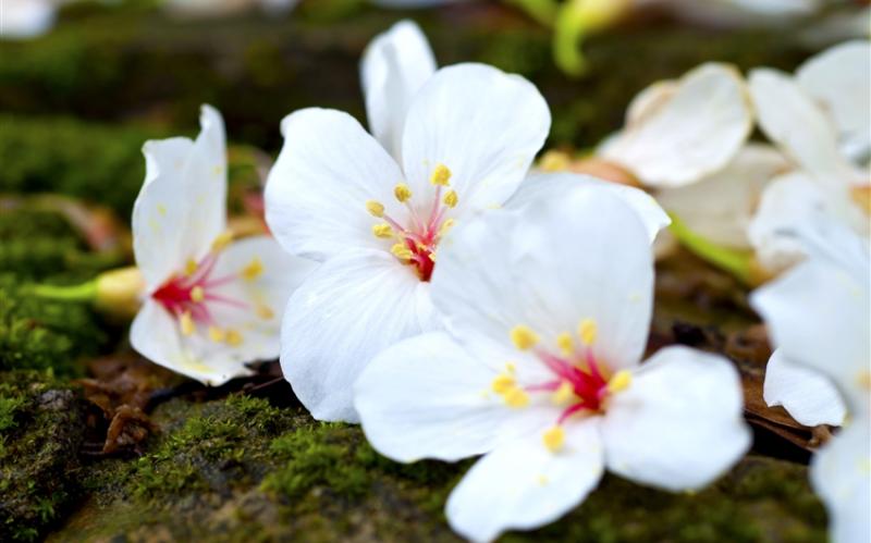新竹旅遊|季節限定.桐花螢火自然探索、傳統粽香端午體驗.煙波湖濱二日