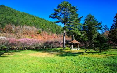 春節折500．宜蘭旅遊｜武陵櫻花前哨戰｜親近澳洲袋鼠.基隆塔.三貂嶺瀑布.蘇澳煙波黃金溫泉三日｜台中出發