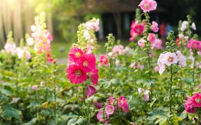 春賞三花·藍皮環島｜阿里山賞櫻x蜀葵花文化節~富源谷賞蝶·品茗春茶·溫泉&自助饗宴·高鐵去台鐵回4日