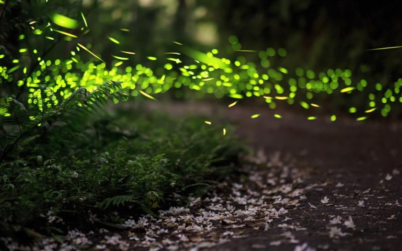 初夏環島·藍皮解憂|縱谷星空x螢光饗宴·墾丁半潛艇x海景咖啡廳·賞雙花全程含餐·火車出發4日