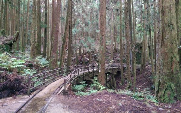 嘉義｜大人囝仔｜最美步道重新開放.特富野古道.柳杉環繞一日｜中部出發