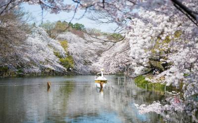 東京賞櫻｜春櫻浪漫遊關東.百選櫻井之頭公園x芝公園.輕井澤.小諸城址.大石公園.表參道雙湯五日