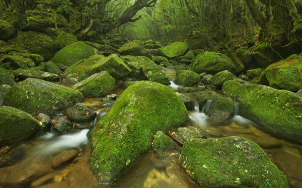 【主題旅遊】日本南九州屋久島登山健行~世界自然遺產、魔法公主森林、溫泉美食5日(含小費)