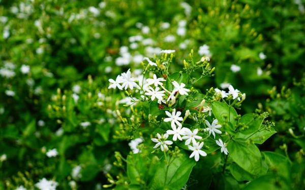 彰化旅遊｜大人囝仔｜茉莉花的故鄉採花趣.葡萄成熟時大村採果樂.彰化美食探索一日｜高雄出發